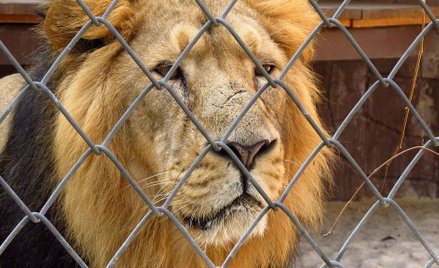 Czechy: Hodował lwy przy własnym domu. Zagryziony przez jednego z nich