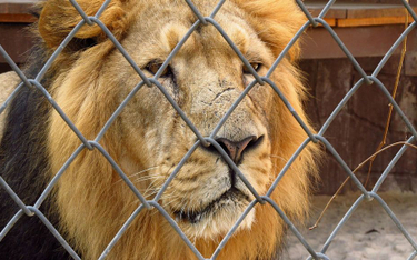 Czechy: Hodował lwy przy własnym domu. Zagryziony przez jednego z nich