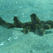 Ukradli rekina z oceanarium. Wywieźli go w wózku dziecięcym