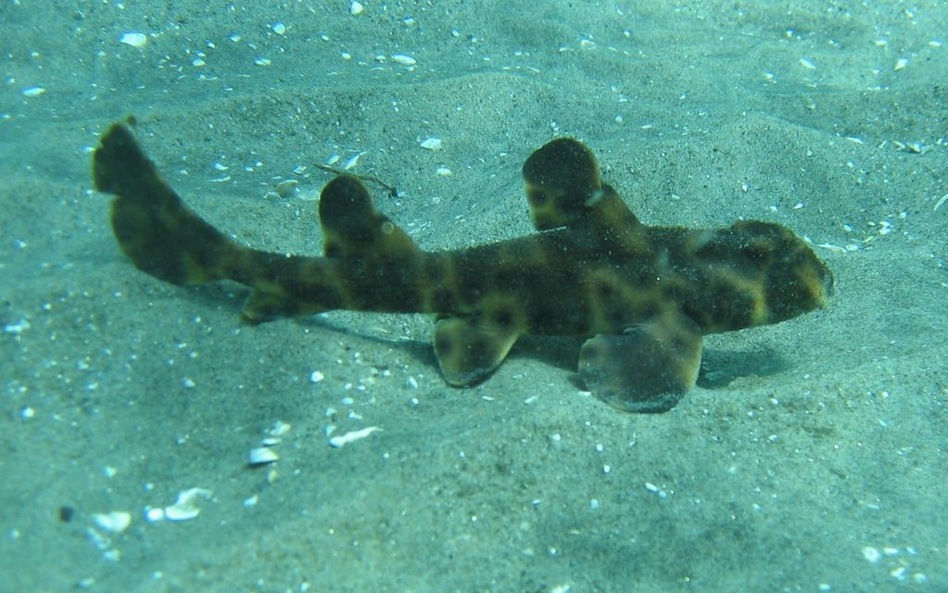 Ukradli rekina z oceanarium. Wywieźli go w wózku dziecięcym