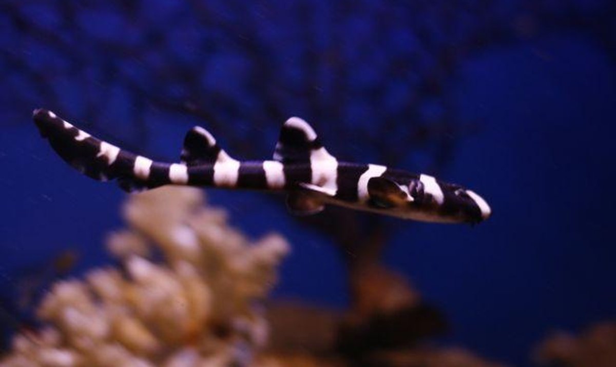 Już dwa rekiny rafowe w Warszawskim Oceanarium - rp.pl