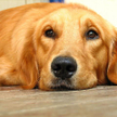 Dogoterapia dla poszkodowanych w Bostonie