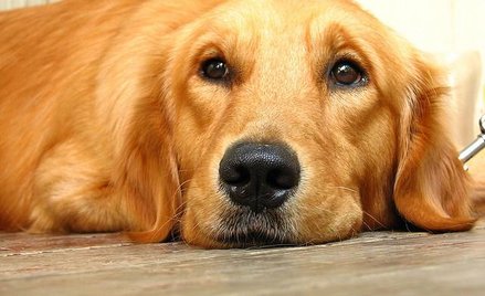 Dogoterapia dla poszkodowanych w Bostonie