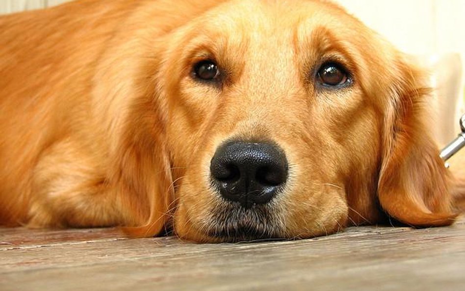 Dogoterapia dla poszkodowanych w Bostonie