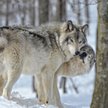 Norwegia oskarżona o masową rzeź wilków