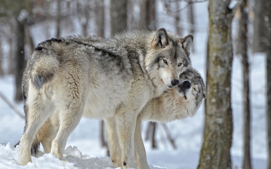 Norwegia oskarżona o masową rzeź wilków