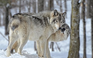Norwegia oskarżona o masową rzeź wilków