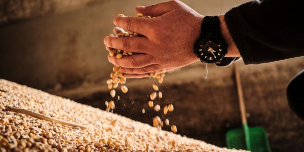Price drops hit farmers: Grains cheaper by up to a dozen percent