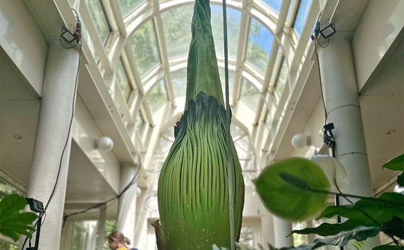 Jeszcze przed południem w poniedziałek 4 sierpnia wciąż nie było wiadomo kiedy nastąpi kwitnienie, c