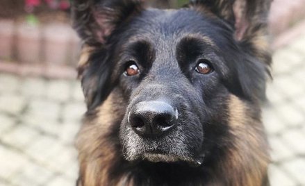 Psy potrafią wyczuć koronawirusa? "Niezwykle wysoka skuteczność"