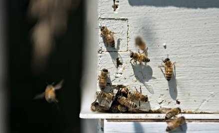 Inteligentne ule, żywność z robaków i weganie na giełdzie
