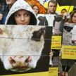 Ekolodzy zapowiadają, że wciąż będą walczyli o zakaz uboju rytualnego. Na zdjęciu protest przed Sejm
