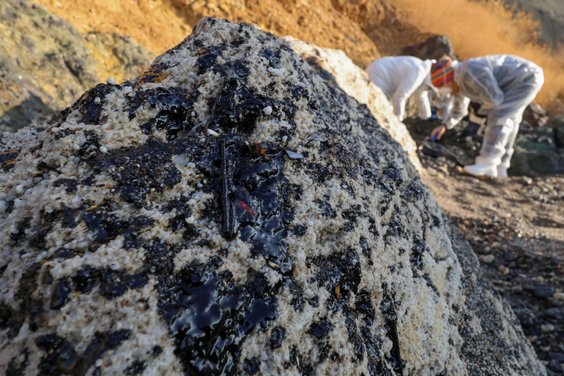 Wolontariusze zbierają rozlany mazut