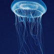 Świecąca meduza dała początek technice wykorzystywanej powszechnie w biotechnologii