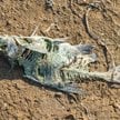 Sąsiad, którego nikt by nie chciał. 110 zbiorników zgniłego sosu rybnego