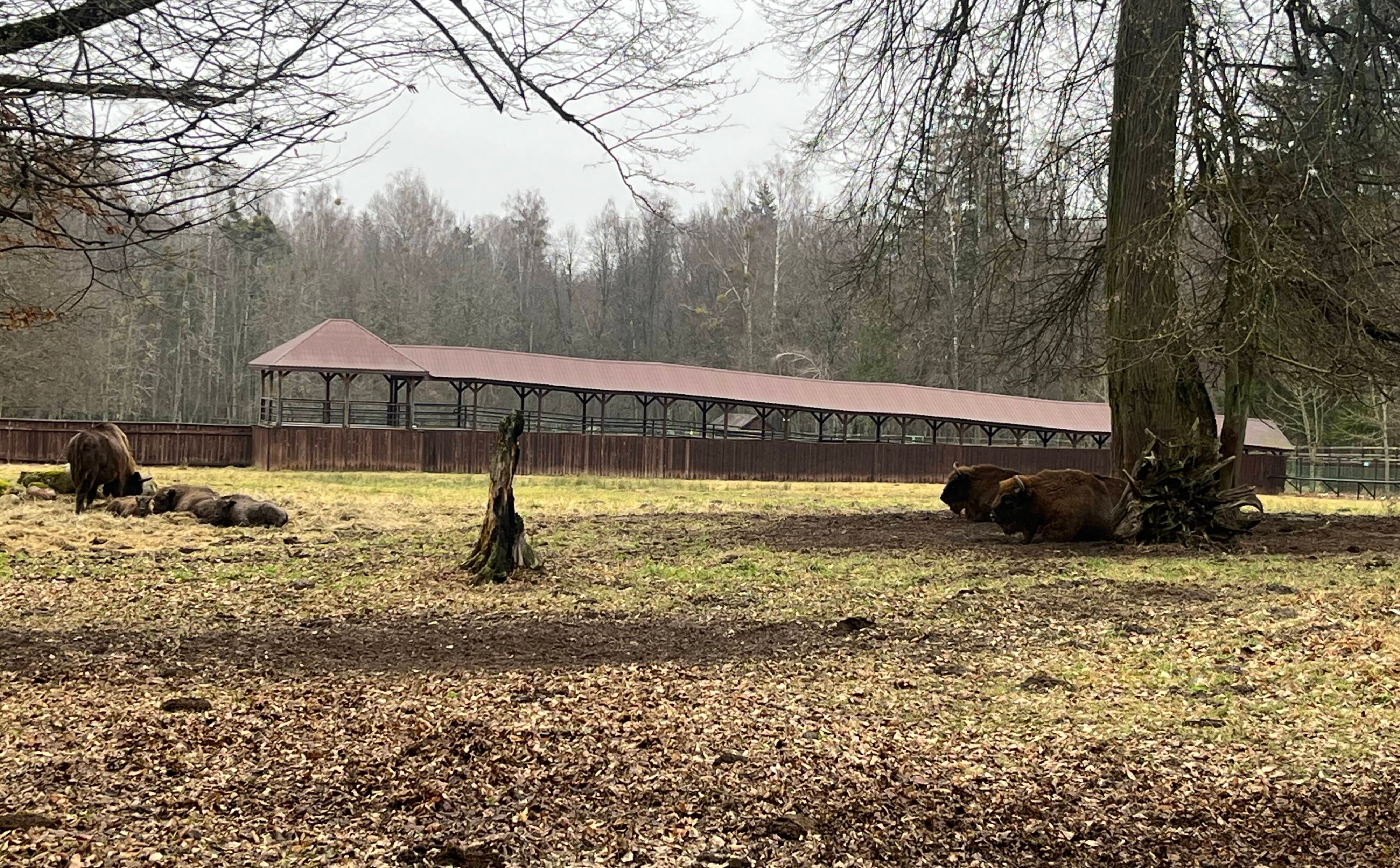 Wiceminister funduszy Jan Szyszko: Białowieża stolicą Europy