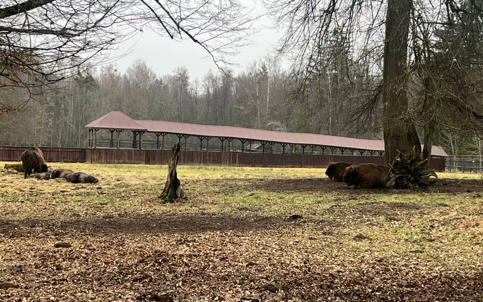 Białowieża