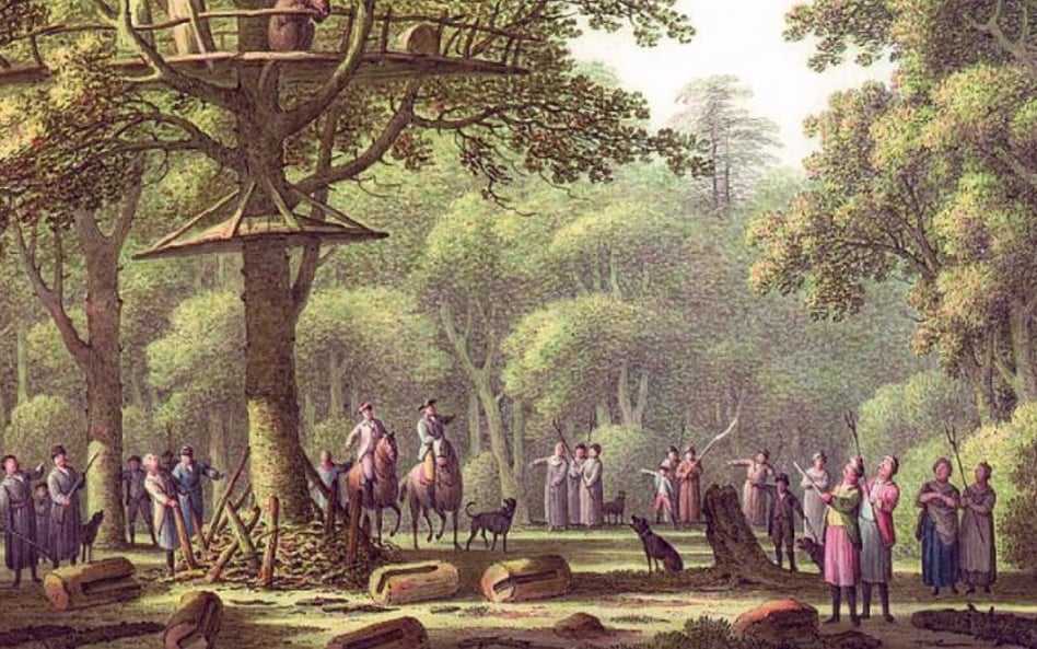 „Puszcza Białowieska – polowanie na niedźwiedzia” Jana Henryka Müntza, 1783 r. Jak widać, niedźwiedź