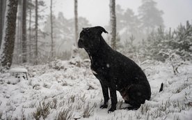 Gdy zwierzę ulegnie wychłodzeniu, należy mu zapewnić stopniowe dogrzewanie