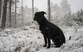 Gdy zwierzę ulegnie wychłodzeniu, należy mu zapewnić stopniowe dogrzewanie