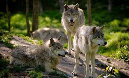 Prowadzenie działalności gospodarczej na terenie Natura 2000