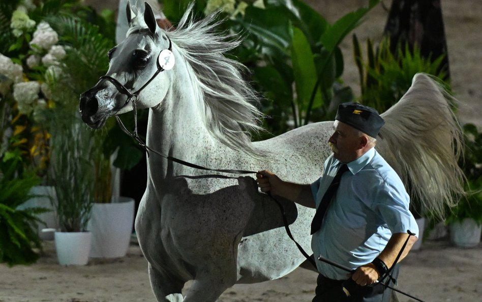 Klacz Zigi Zana podczas 55. aukcji Koni Arabskich Czystej Krwi Pride of Poland w Janowie Podlaskim