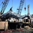 Rekin gigant znaleziony u wybrzeży Pakistanu