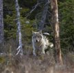 Kampinoski Park Narodowy jest w stanie pomieścić jedną watahę wilków (maksymalnie 20 osobników)