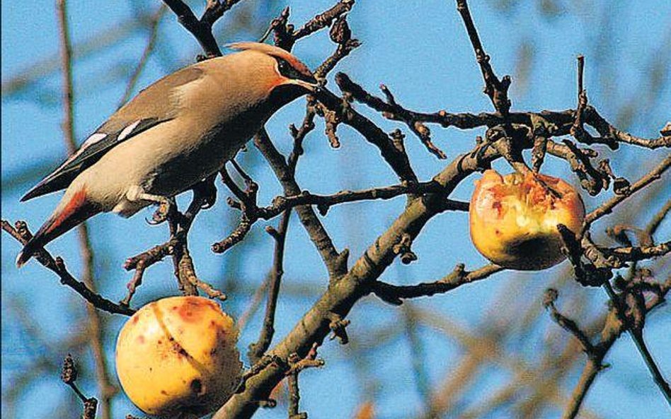 Bombycilla garrulus z zawadiackim czubkiem na głowie. Albo po prostu jemiołuszka