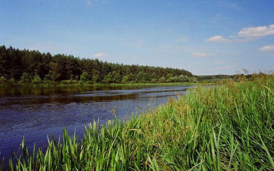 Czysta woda, lasy i słabo zaludnione okolice. Tak wygląda Niemen 50 km przed Grodnem