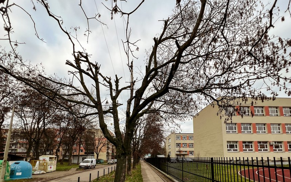 PGE źle podcięła drzewa. Miasto chce 400 tys. zł. odszkodowania