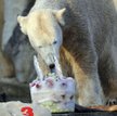 Polarny miś Knut degustujący swój urodzinowy tort