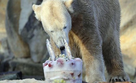 Polarny miś Knut degustujący swój urodzinowy tort