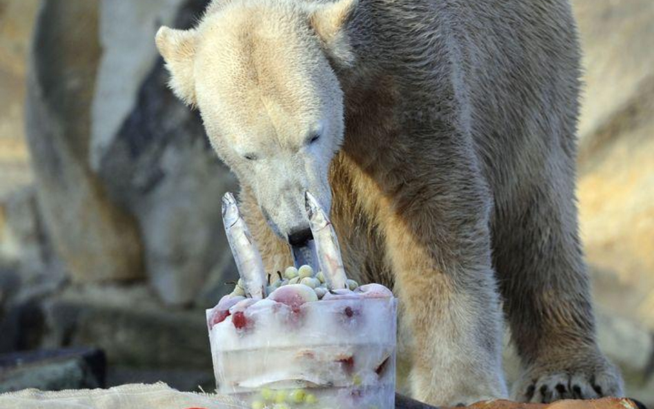 Polarny miś Knut degustujący swój urodzinowy tort