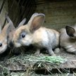 Króliki potrzebują pomocy