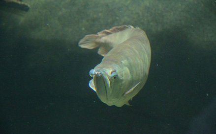 Oceanarium w Rotterdamie