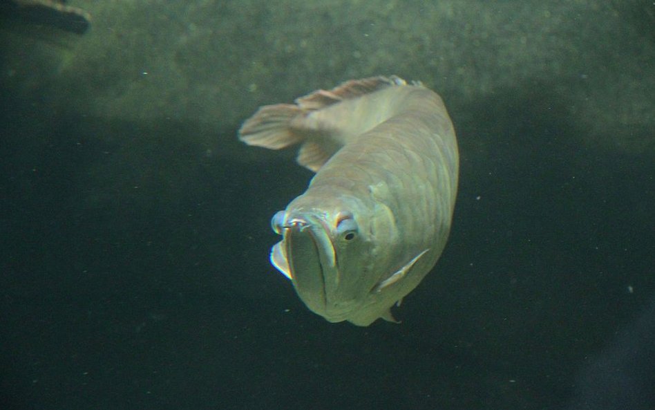 Oceanarium w Rotterdamie