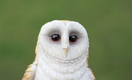 Sowy, ofiary małego czarodzieja