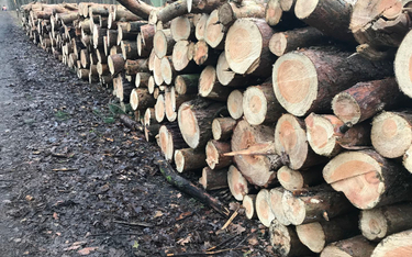 W ostatnich miesiącach ceny drewna na wolnym rynku biją rekordy.