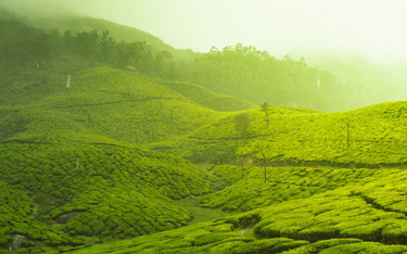 Powierzchnia do upraw herbaty może zmniejszyć się o 40%