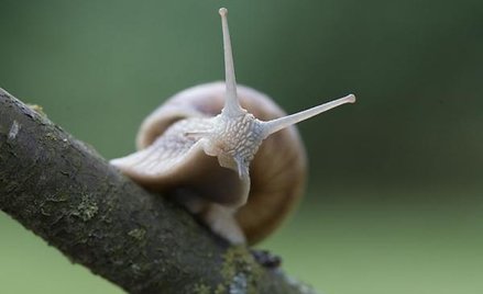 Zakochany winniczek w galopie