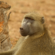 Zambia: Pawian spowodował awarię w elektrowni