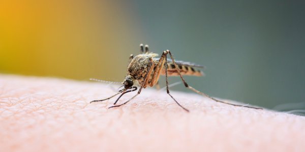 Komary i meszki atakują latem — masowy atak może zabić krowę, wyjaśnia entomolog