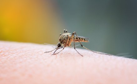 Mroźna zima nie ogranicza liczby komarów