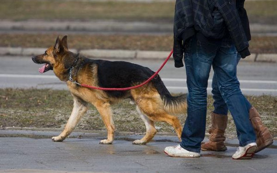 Zapis leczenia domowych zwierząt można prowadzić w wersji komputerowej