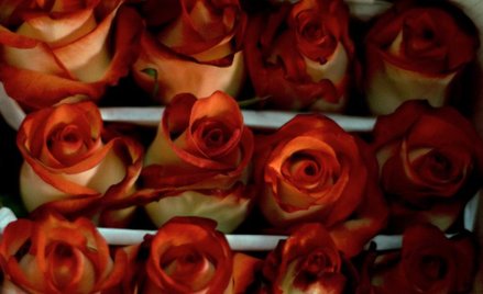 Zwolennicy Walentynek w mniejszości