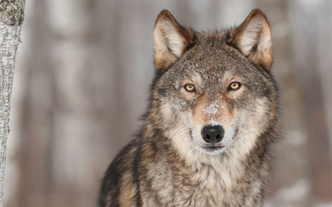 W Brennej odnaleziono zamordowanego z broni palnej wilka