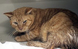 Dużo miejsca w programie poświęcono na opiekę nad wolno żyjącymi kotami