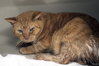 Dużo miejsca w programie poświęcono na opiekę nad wolno żyjącymi kotami