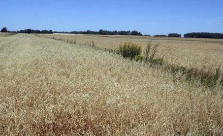 Będą dopłaty do scalania gruntów